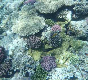 Unterwasserwelt Bootstour Utopia