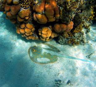 Schnorcheln Marsa Alam