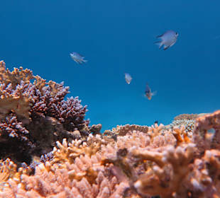 Schnorcheln Marsa Alam