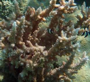 Hotel Lahami Bay Hausriff