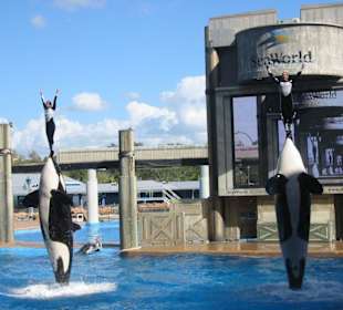 Shamu Show Seaworld