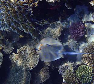 Schöner Blaupunktrochen