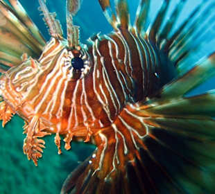 Schnorcheln Hurghada