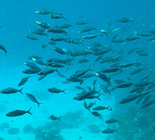 Glasbodenboot Tour Hurghada