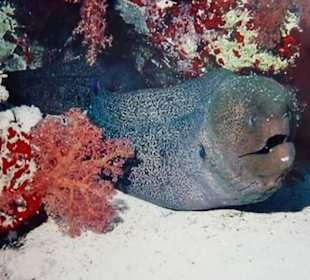 Muräne im Roten Meer