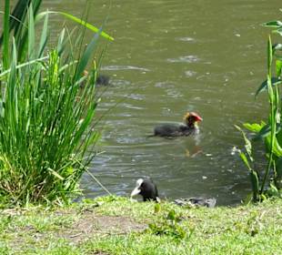 Am Ufer des Krimpelsees