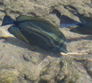 Fische direkt am Strand