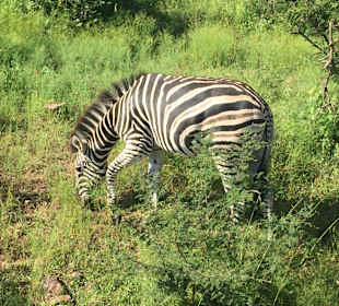 Pilanesberg Nationalpark