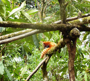 Padmaja Naidu Himalayan Darjeeling Zoo