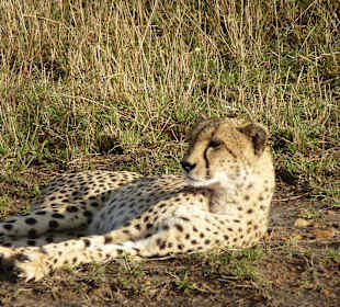 Adlerauge sei wachsam