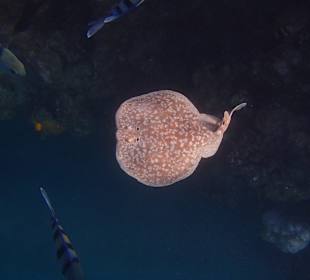 Fantastische Unterwasserwelt