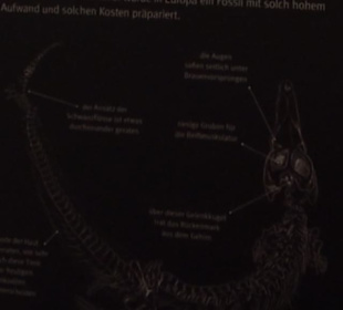 Dinosaurier Museum Altmühltal