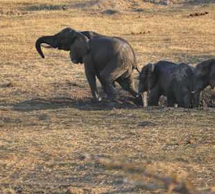 Tierbeobachtung am Boteti