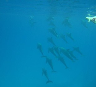 Delfine im Roten Meer