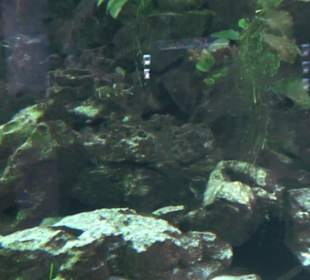 Tierpark Hellabrunn - Fische