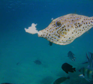 Schnute kam uns immer besuchen 