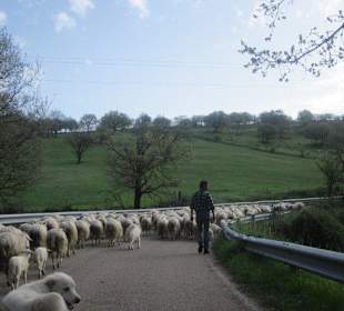 Das ist Leben in den Bergen bei Ollolai