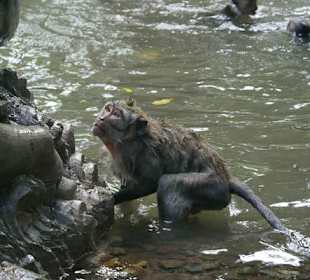 Małpy w Ubud