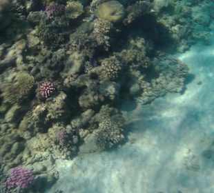 Schnorcheln Hurghada