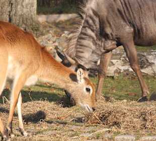 Zoo Rostock