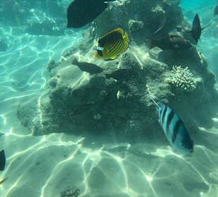 Schnorcheln Makadi Bay