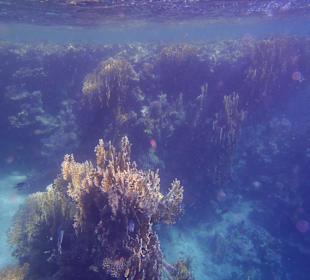Traumhafte Unterwasserwelt