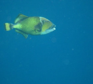 Riesen-Drückerfisch  