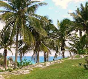 Palmenhain in Tulum