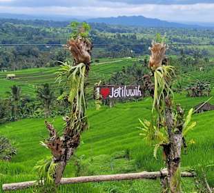 Jatiluwih