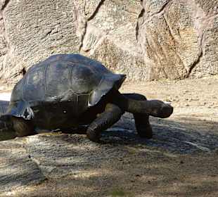 Riesenschildkröten in der Schildkrötenfarm