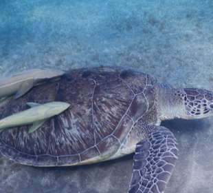 Schilkröte mit Schiffshalter