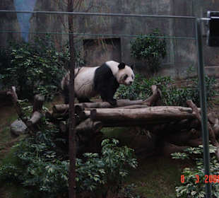 Panda Bär