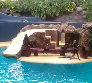 Pokaz lwów morskich