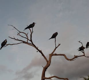 Viele Vögel auf den Bäumen