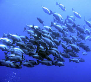 Nurkowanie w Sharm el Sheikh - podwodne życie