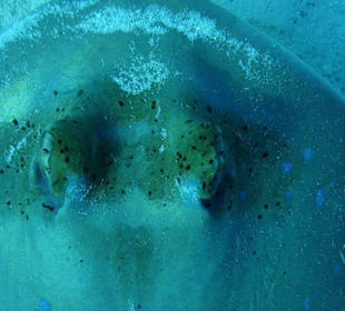 Schau mir in die Augen...