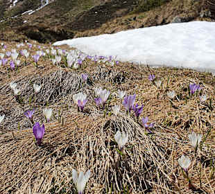 Meraner Höhenweg - Vellauer Felsenweg