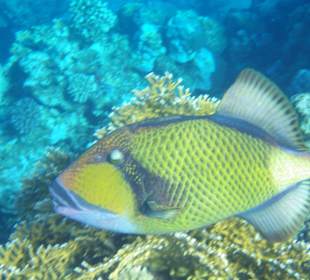 Den gibts ja überall in Ägypten,immer wieder schön