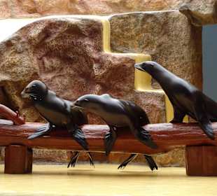 Die Seelöwenshow im Loro Parque