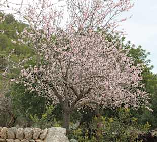 Mandelbaum in voller Blüte