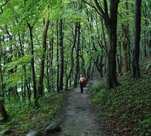 Auf dem Weg zum Königsstuhl