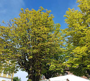 Wunderschöne Bäume