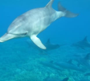 Delfine