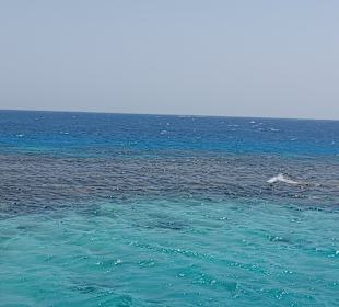Schnorcheln El Gouna