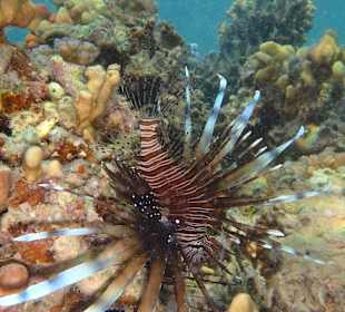 Graziler giftiger Räuber