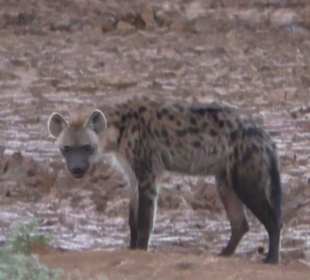 Hyäne