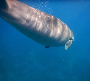 Dugong