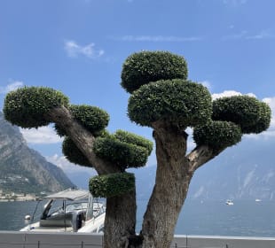 Promenade Limone