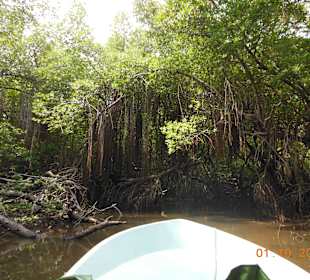 Mti dem Boot durch die Mangroven