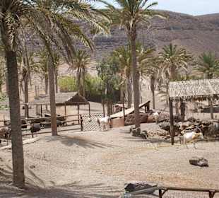 Bei der Savannenlandschaft